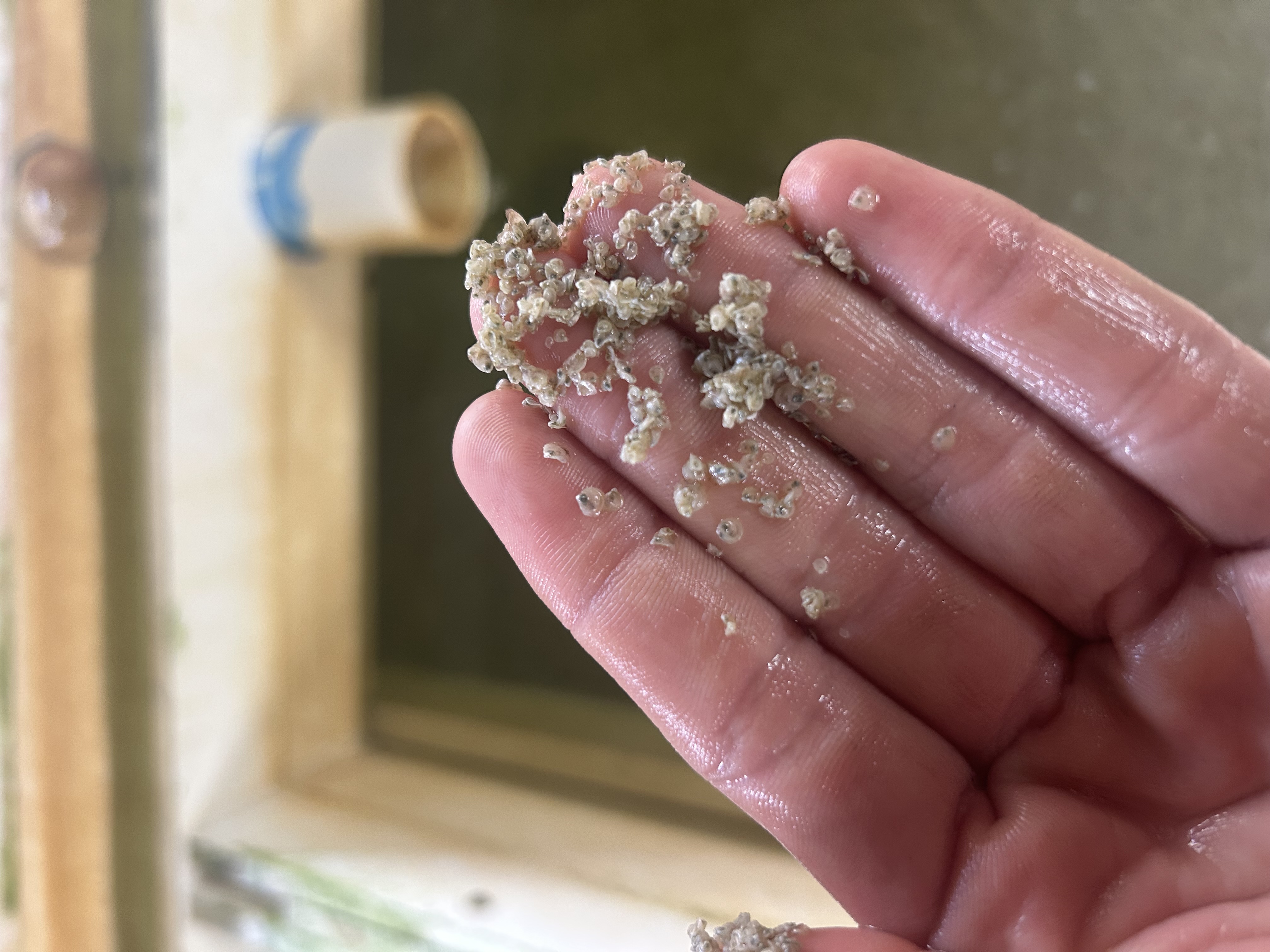 Smallest oysters — early growth stage